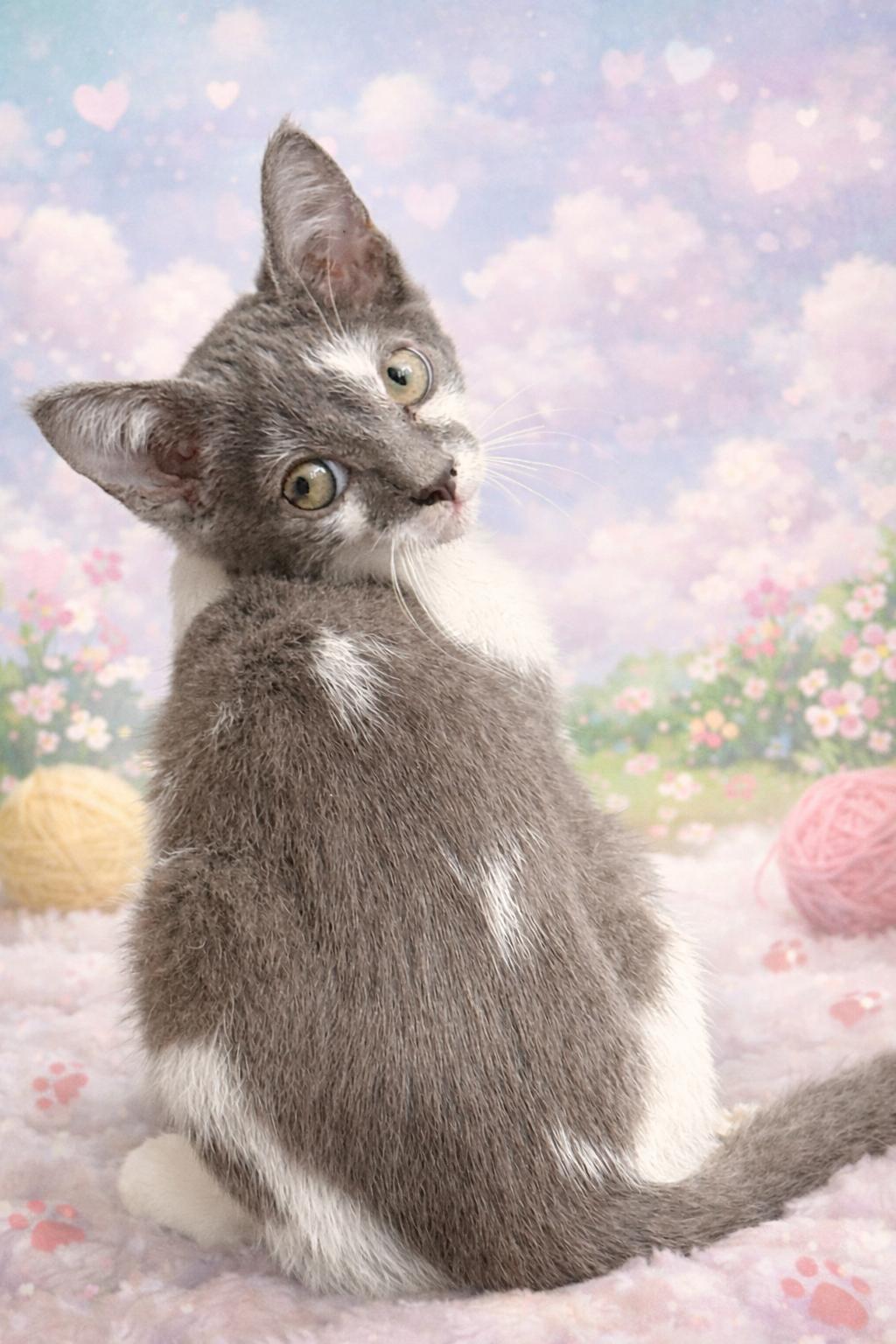 Enlarge Bowie, a Adoptable Turkish Van in Randolph, AL image 2/2