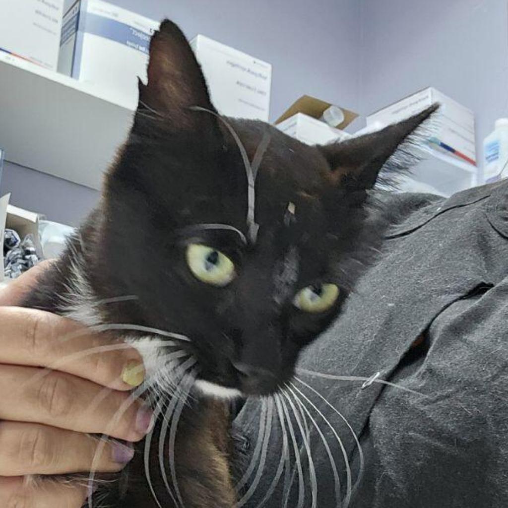 Enlarge Willow, a Adoptable Domestic Short Hair in Estacada, OR image 1/1