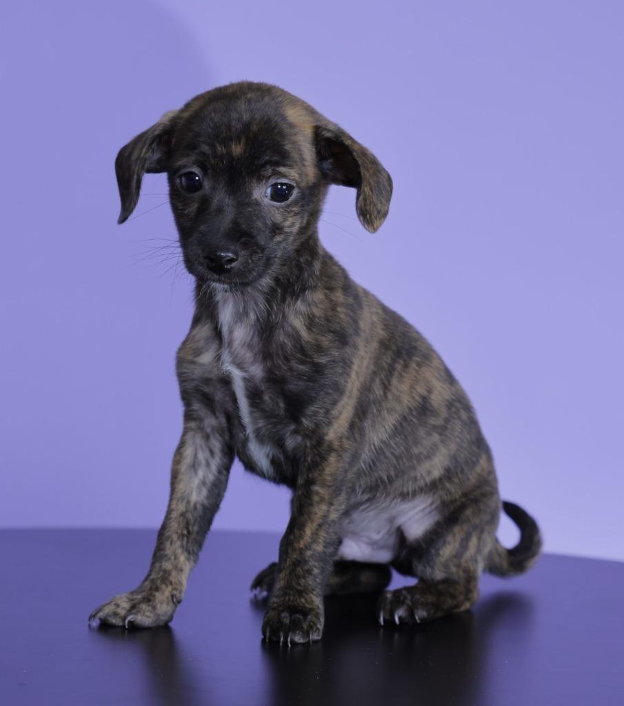 Officer Clawhauser, Adoptable, Puppy Male Chihuahua.