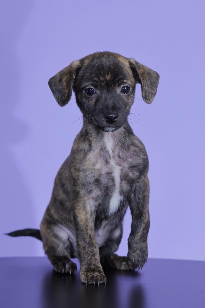 Officer Clawhauser, a Adoptable Chihuahua in Alvin, TX image 2/3