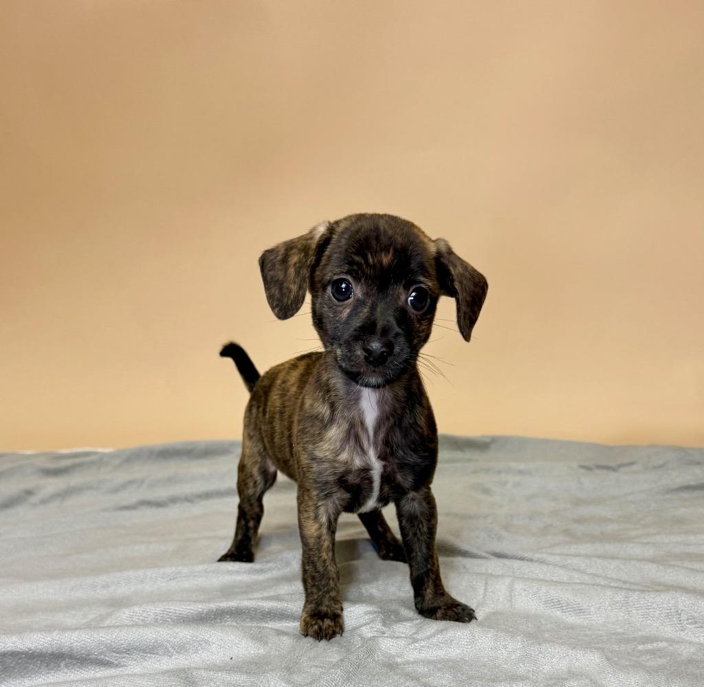 Officer Clawhauser, a Adoptable Chihuahua in Alvin, TX image 3/3