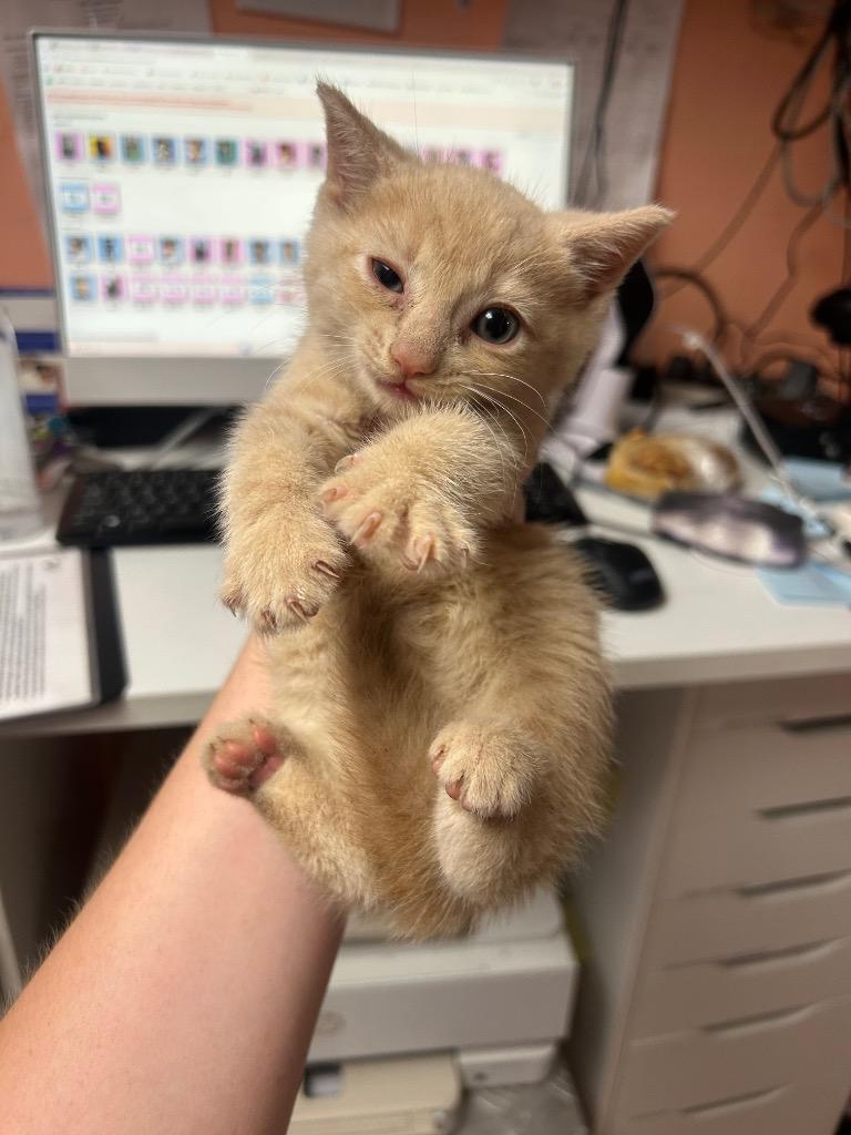 Doug, Adoptable, Kitten Male Domestic Short Hair.