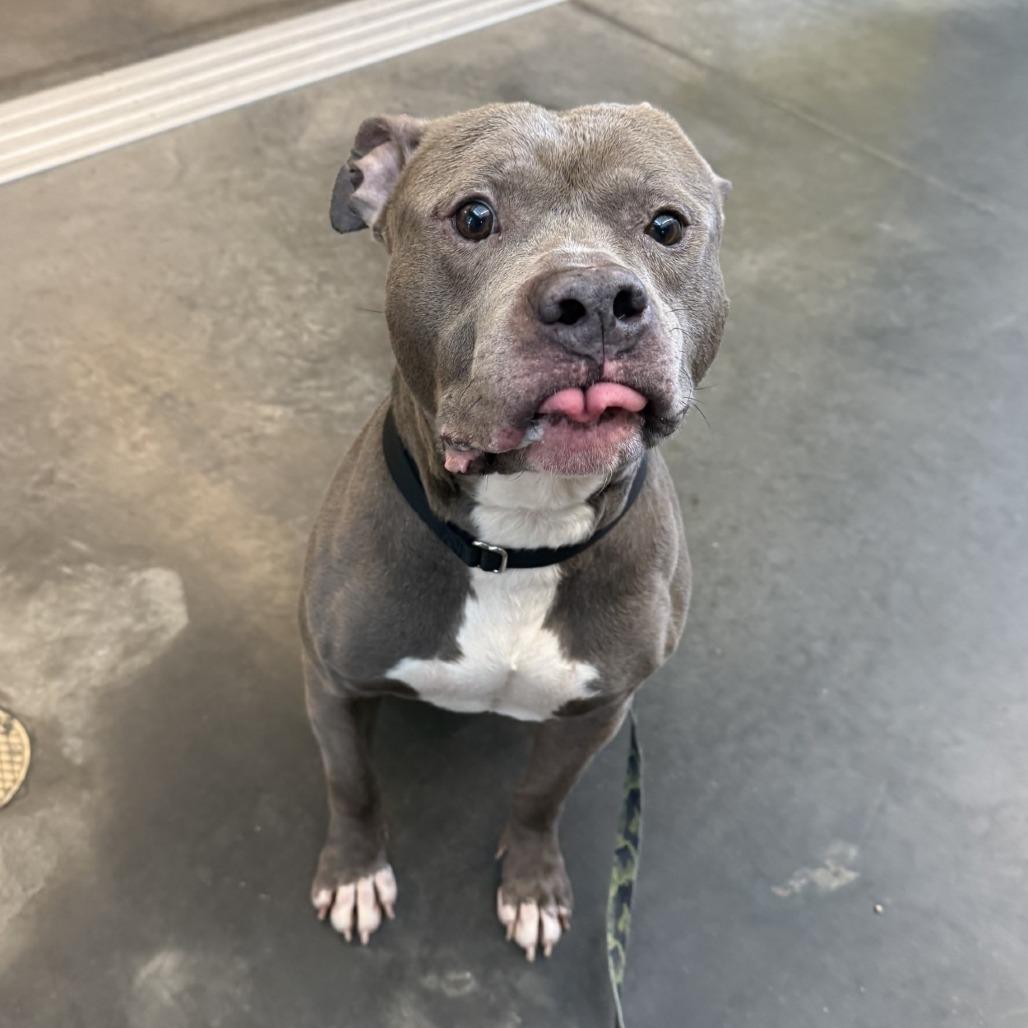 Enlarge Blueberry Jam, a Adoptable Mixed Breed in Pittsburgh, PA image 1/6