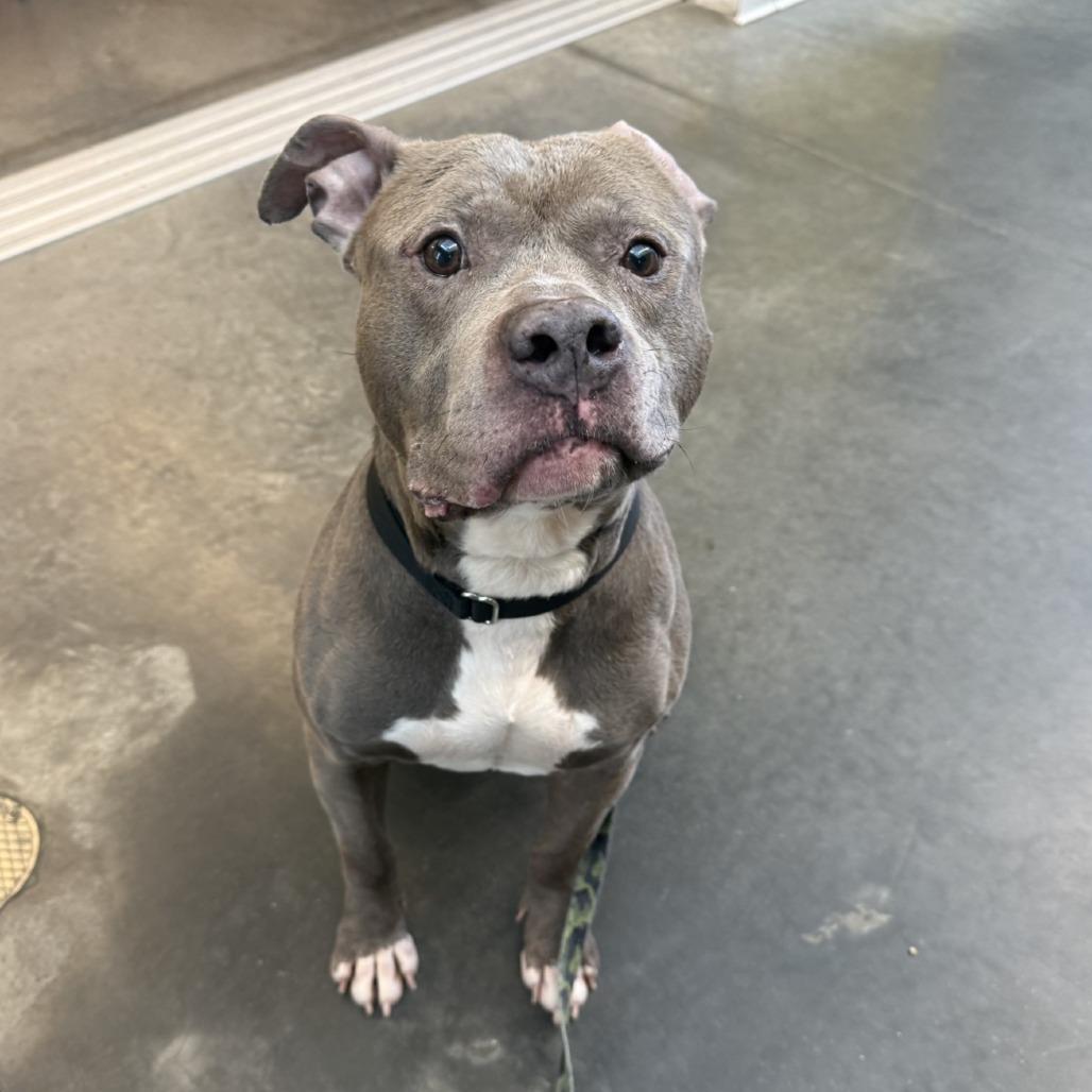 Enlarge Blueberry Jam, a Adoptable Mixed Breed in Pittsburgh, PA image 2/6