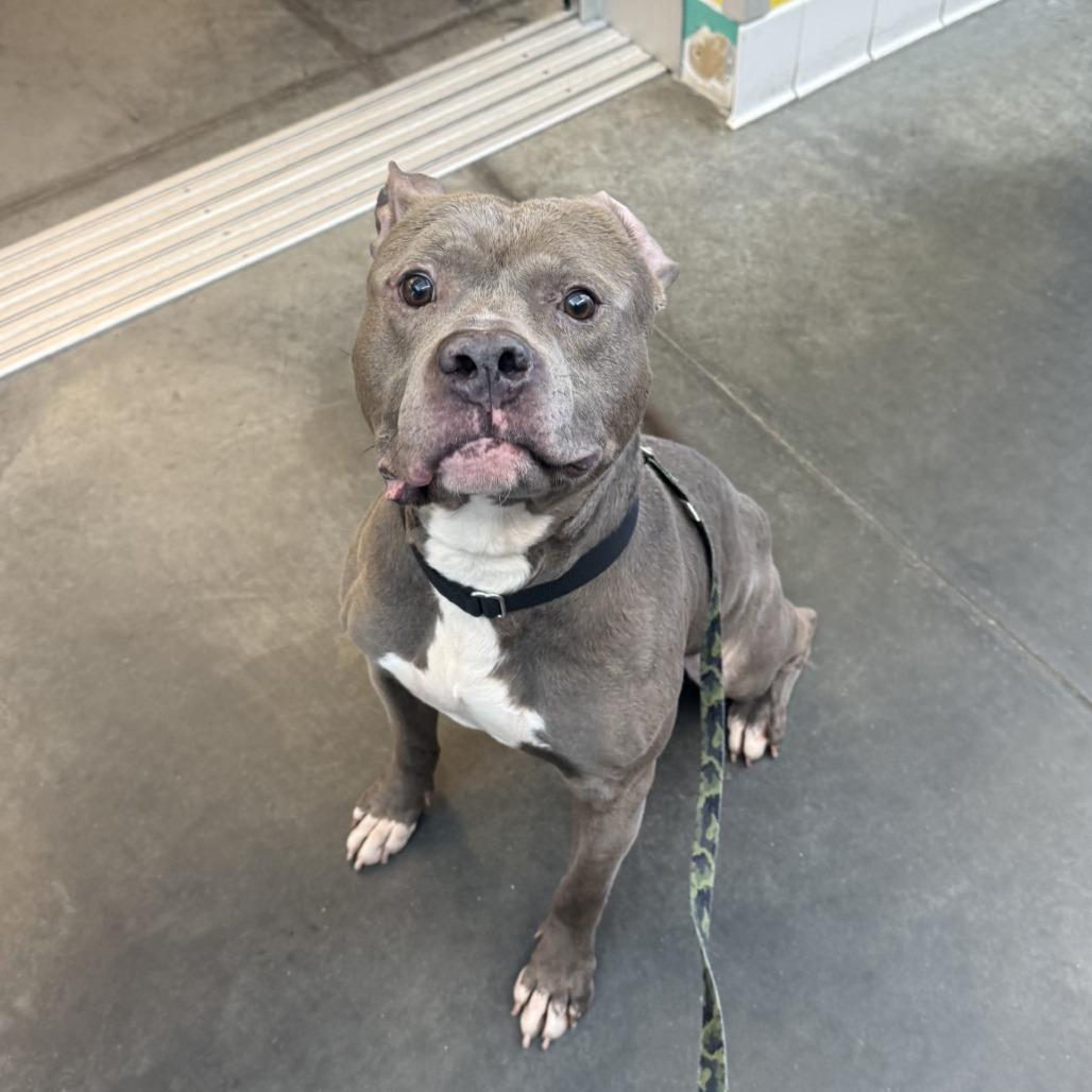 Enlarge Blueberry Jam, a Adoptable Mixed Breed in Pittsburgh, PA image 4/6