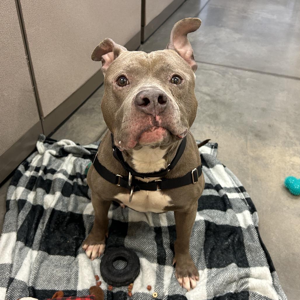 Enlarge Blueberry Jam, a Adoptable Mixed Breed in Pittsburgh, PA image 5/6