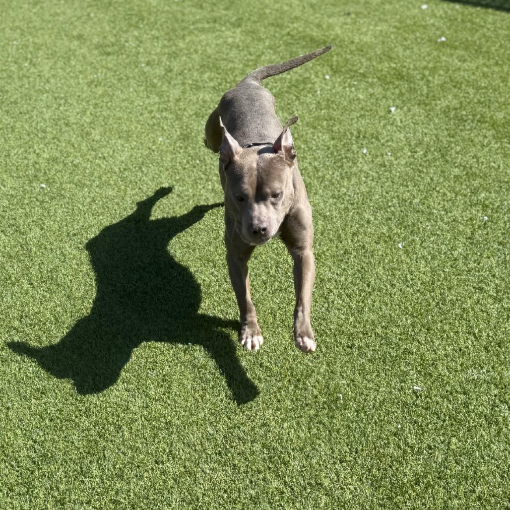 Enlarge Blueberry Jam, a Adoptable Mixed Breed in Pittsburgh, PA image 6/6