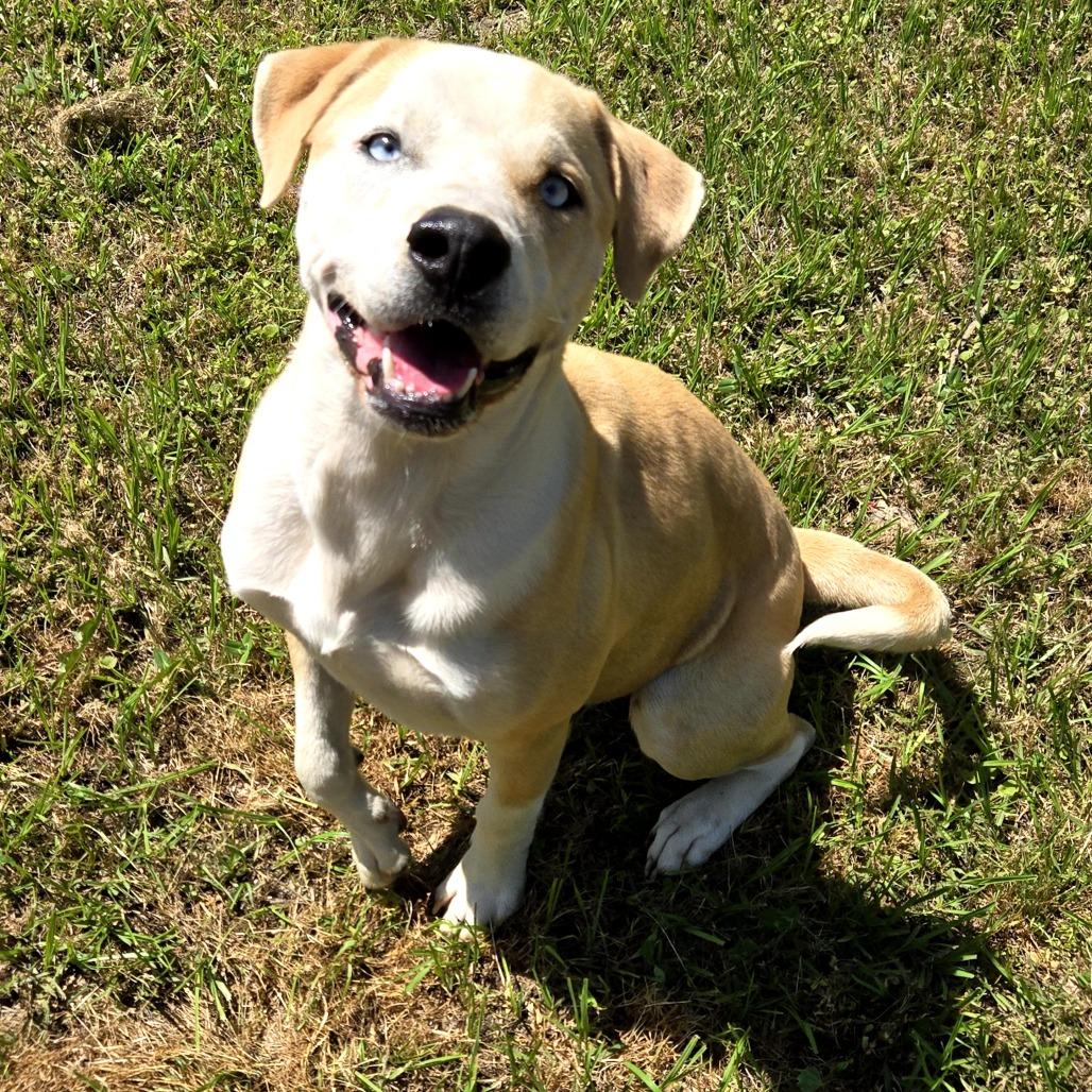 Enlarge Horace, a Adoptable mixed breed in Tylertown, MS image 1/2