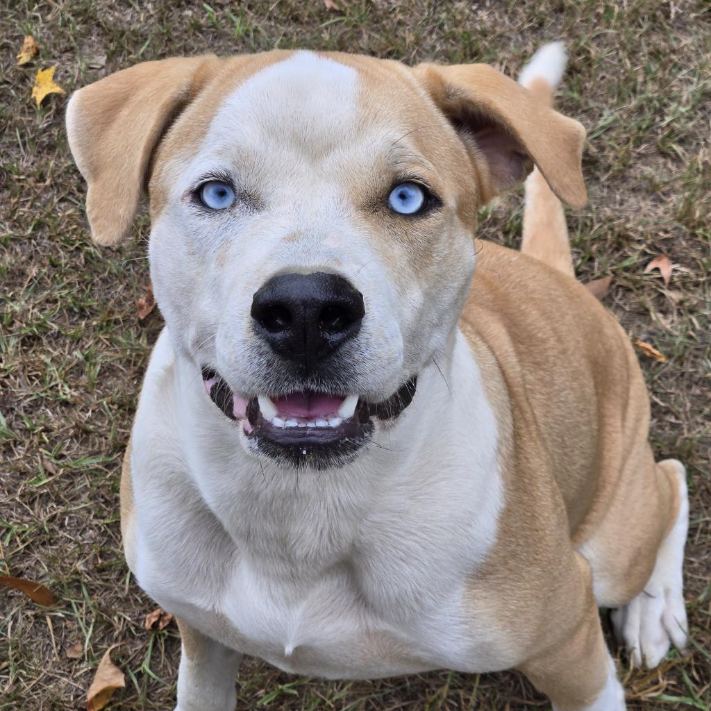 Enlarge Horace, a Adoptable mixed breed in Tylertown, MS image 2/2