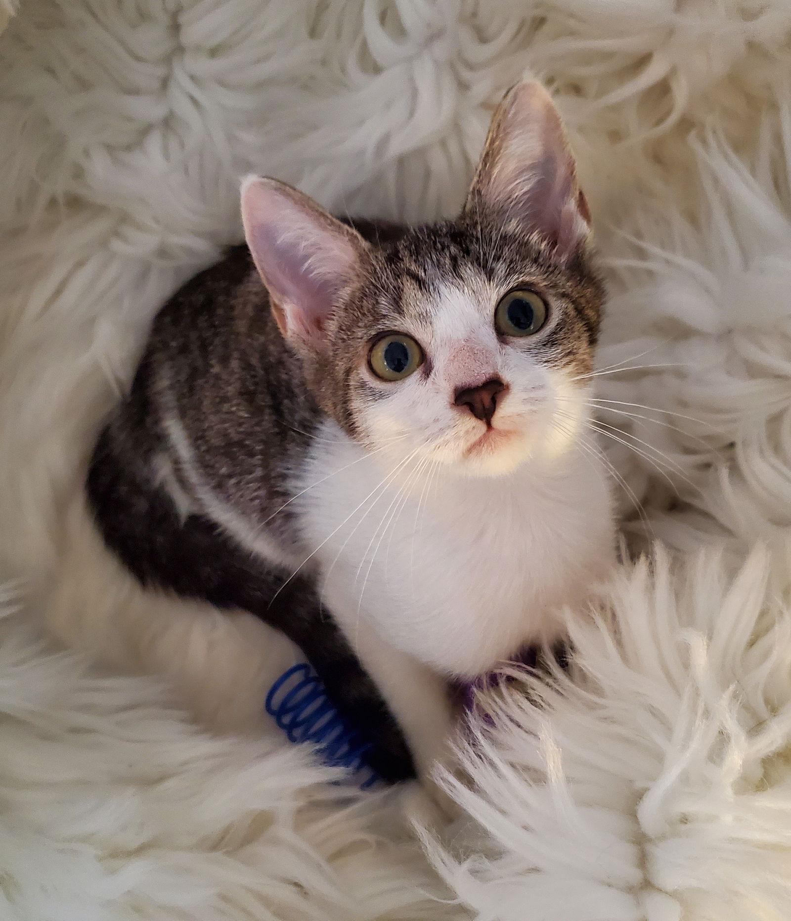 Enlarge Martha, a Adoptable Domestic Short Hair in Winter Garden, FL image 1/6