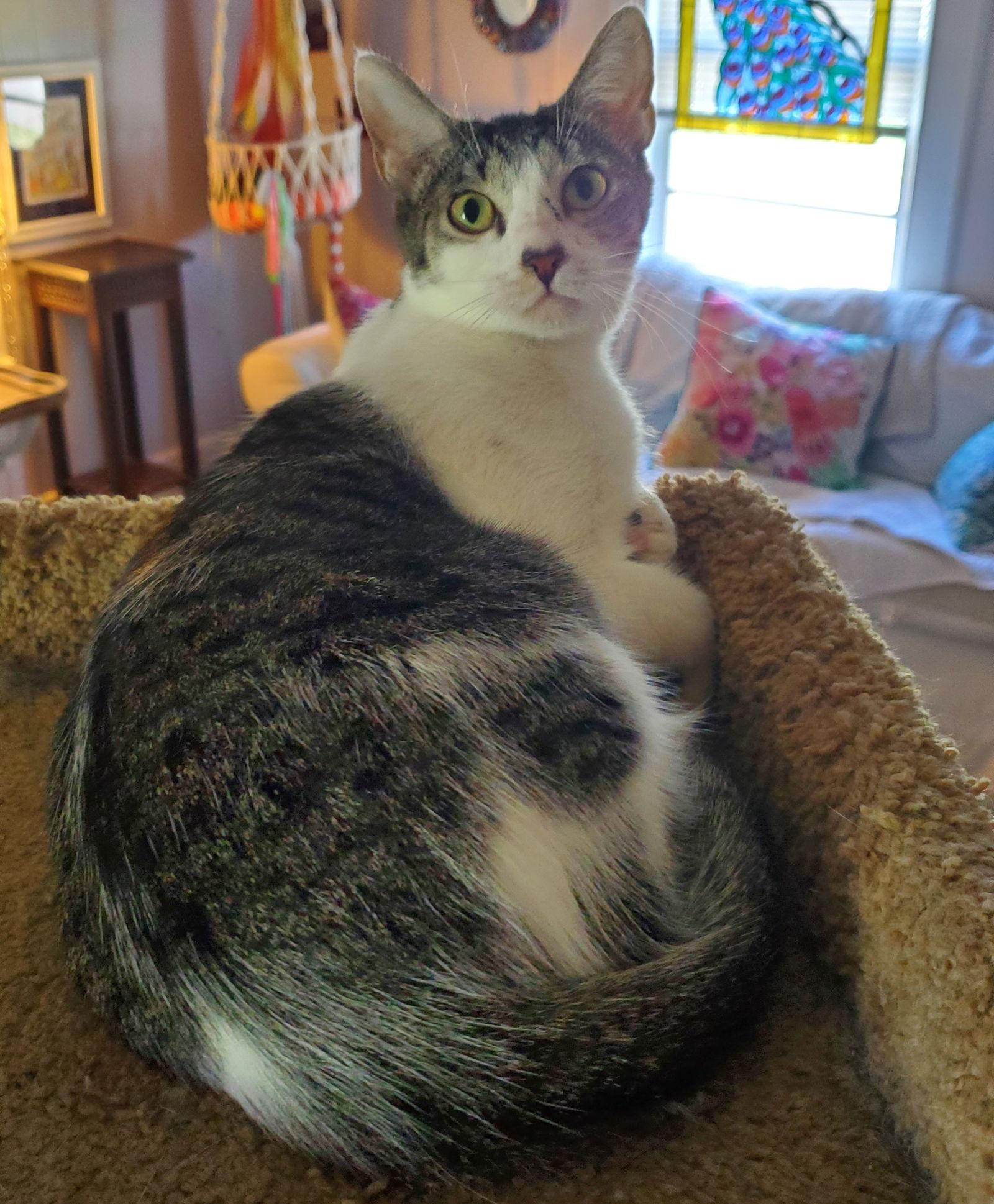 Enlarge Martha, a Adoptable Domestic Short Hair in Winter Garden, FL image 2/6