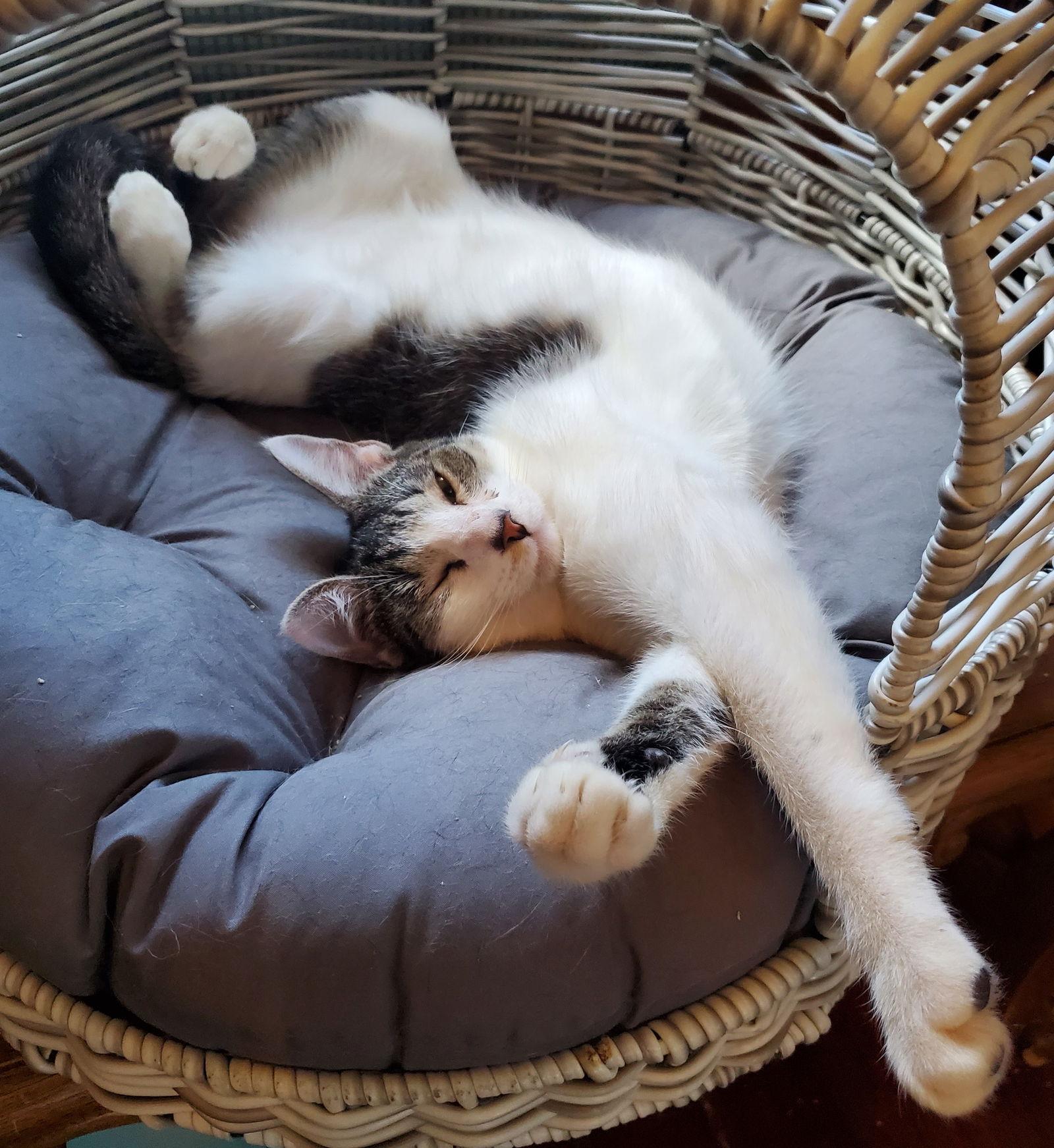 Martha, Adoptable, Young Female Domestic Short Hair.