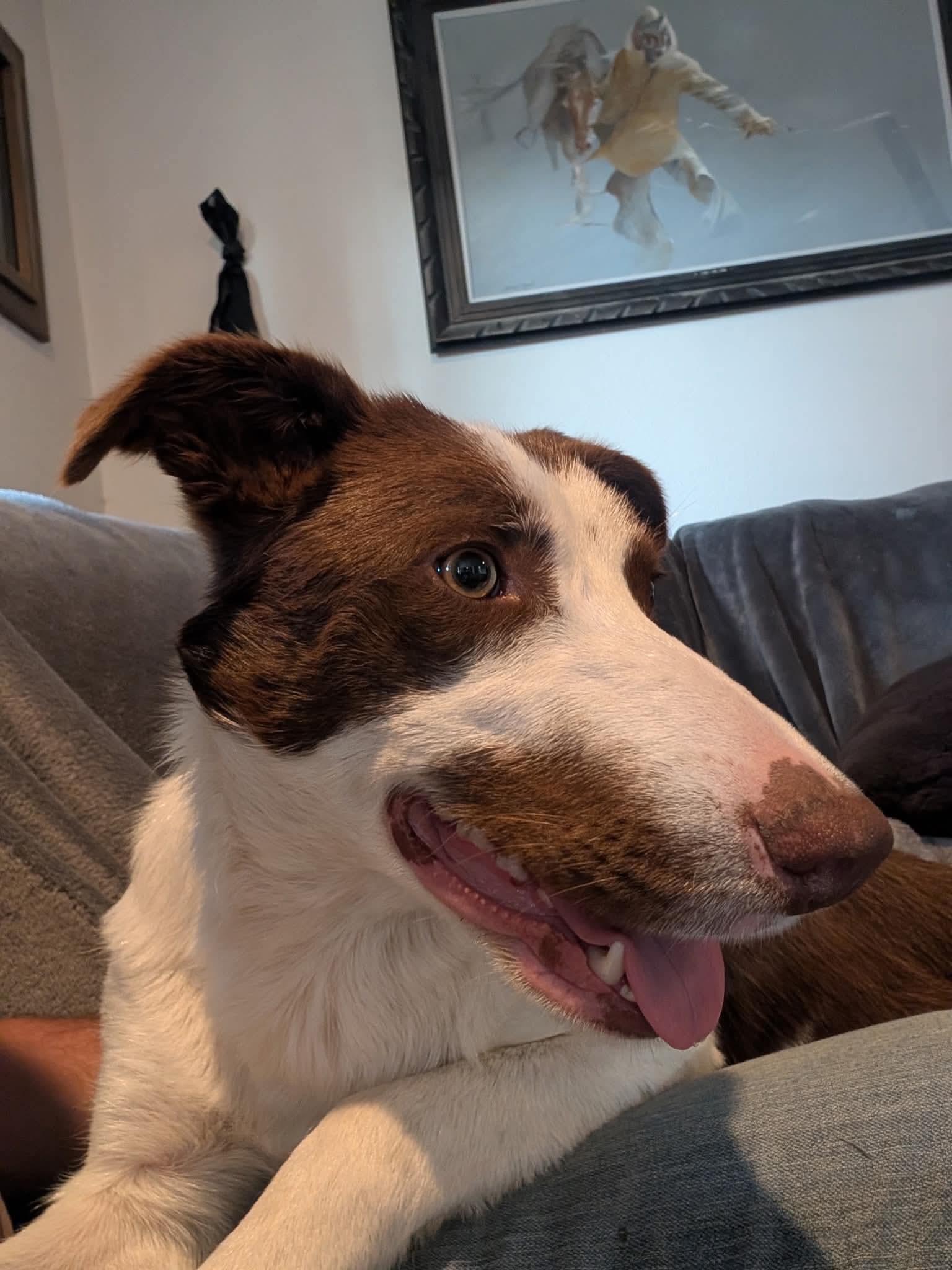 Enlarge Juniper, a ADOPTABLE mixed breed in Bend, OR image 2/4