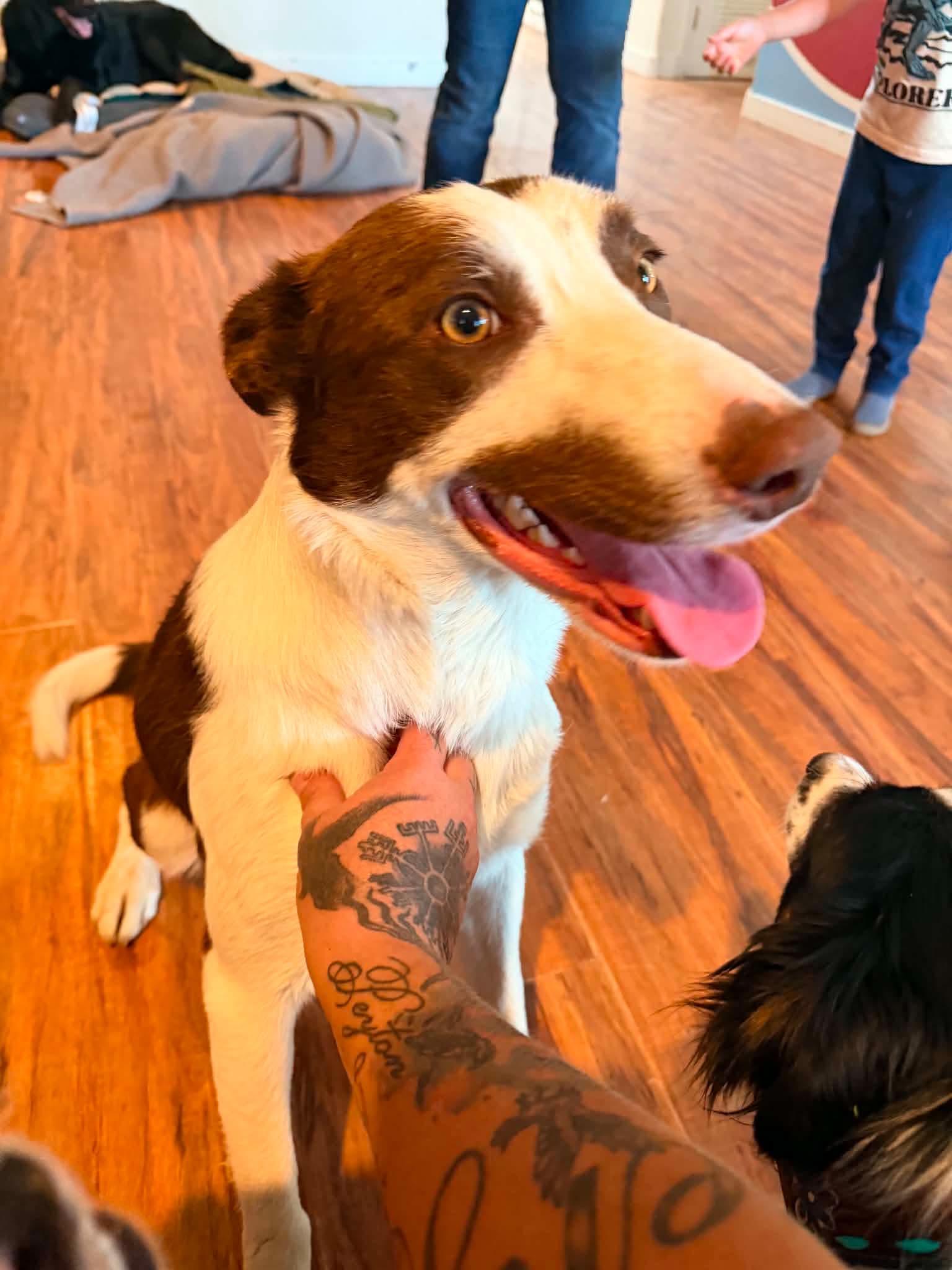 Juniper, ADOPTABLE, Young Male Border Collie.
