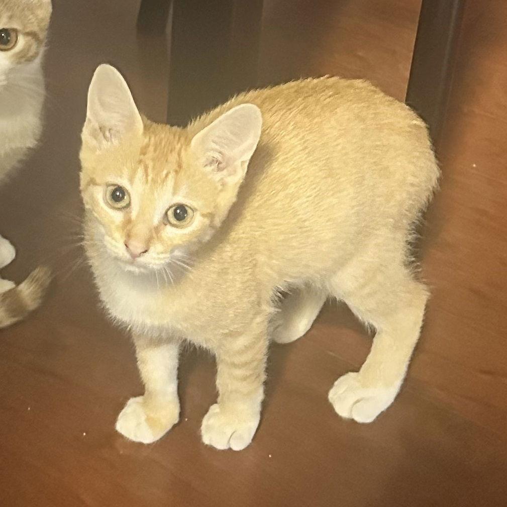 Cheeto Bondedtocheets thumbnail 3