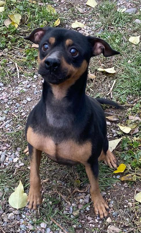 Enlarge Brownie, a Adoptable mixed breed in Polson, MT image 4/6