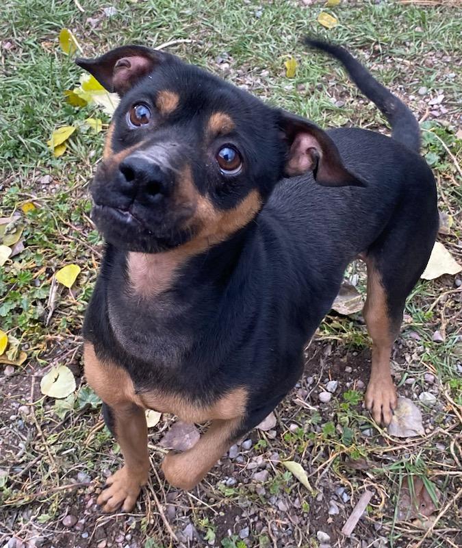 Enlarge Brownie, a Adoptable mixed breed in Polson, MT image 6/6