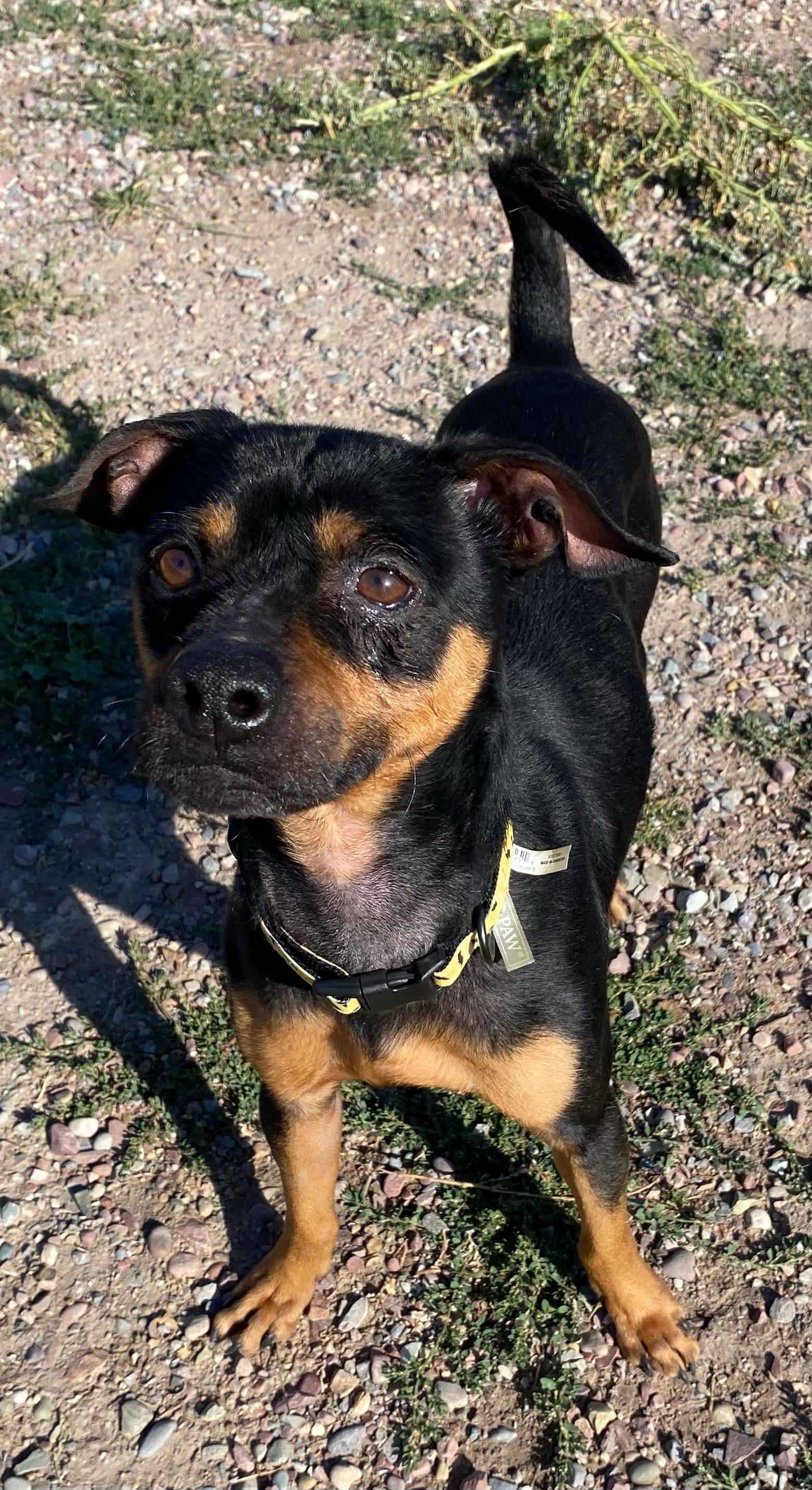 Enlarge Brownie, a Adoptable mixed breed in Polson, MT image 2/6