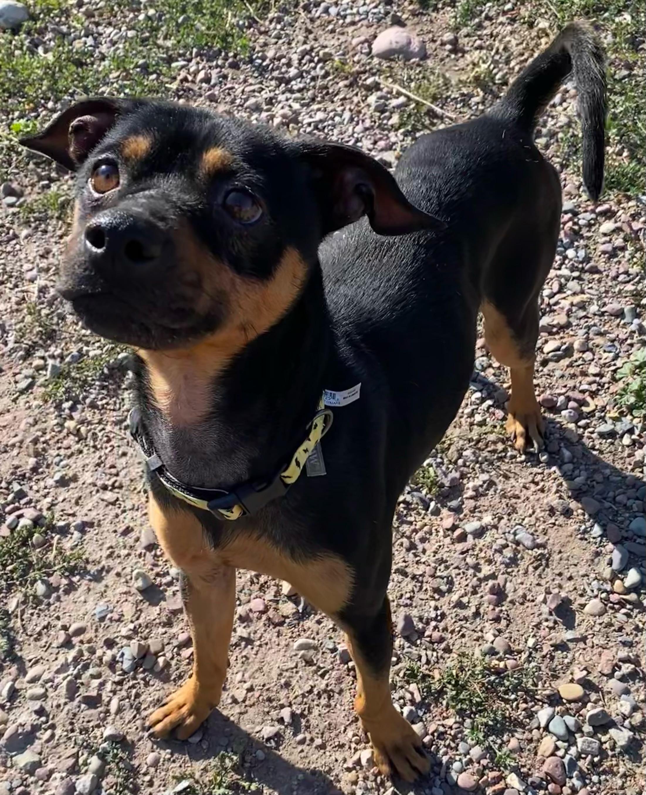 Enlarge Brownie, a Adoptable mixed breed in Polson, MT image 1/6