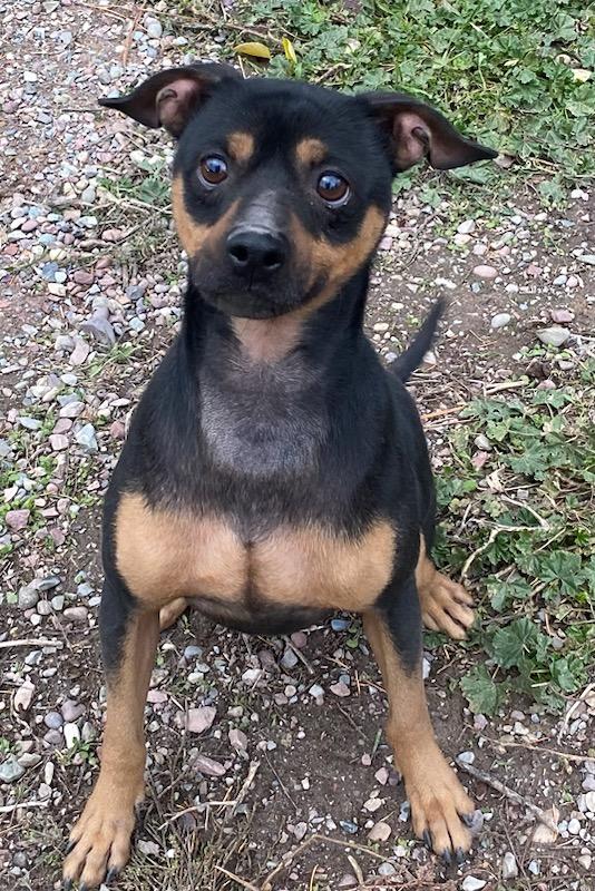 Enlarge Brownie, a Adoptable mixed breed in Polson, MT image 3/6