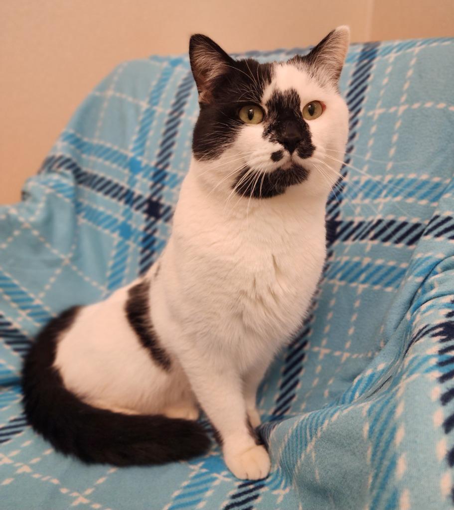 Woody, Adoptable, Young Male Domestic Short Hair.