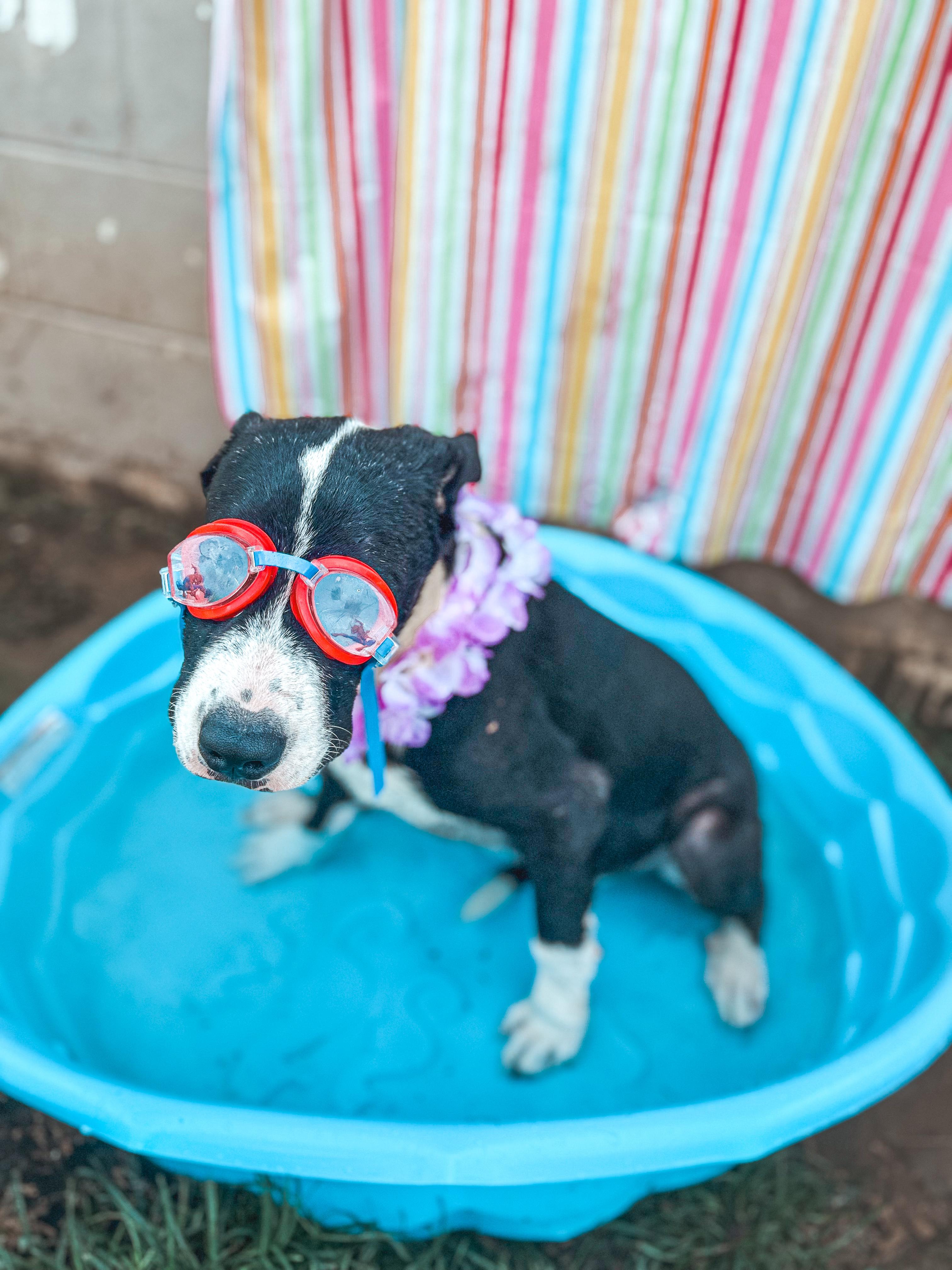 Enlarge Jonesy, a Adoptable mixed breed in Burlington, VT image 1/4