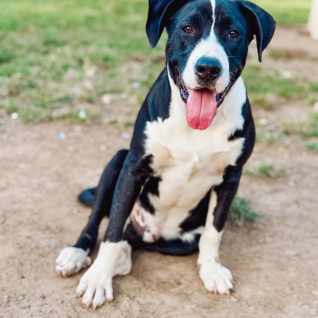 Enlarge Jonesy, a Adoptable mixed breed in Burlington, VT image 3/4