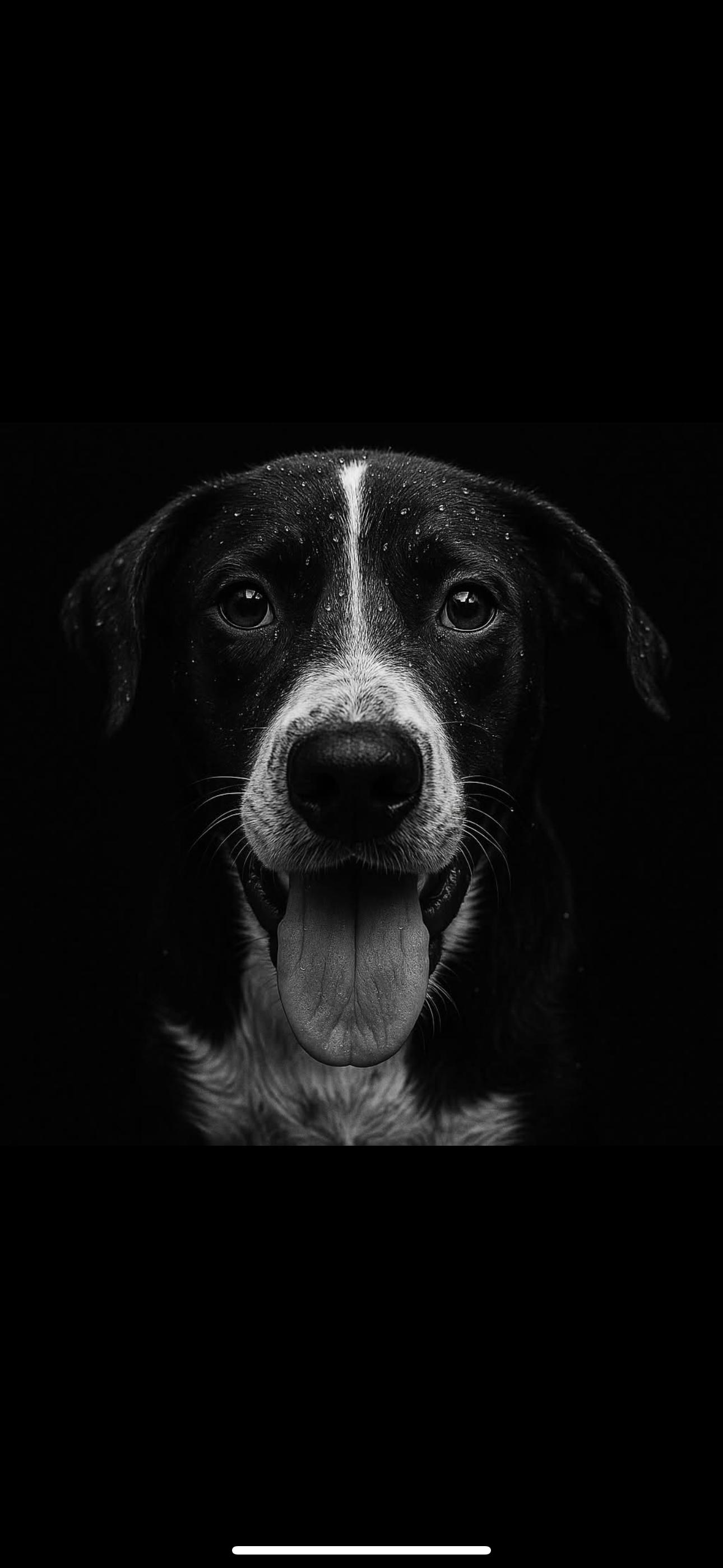 Enlarge Jonesy, a Adoptable mixed breed in Burlington, VT image 4/4