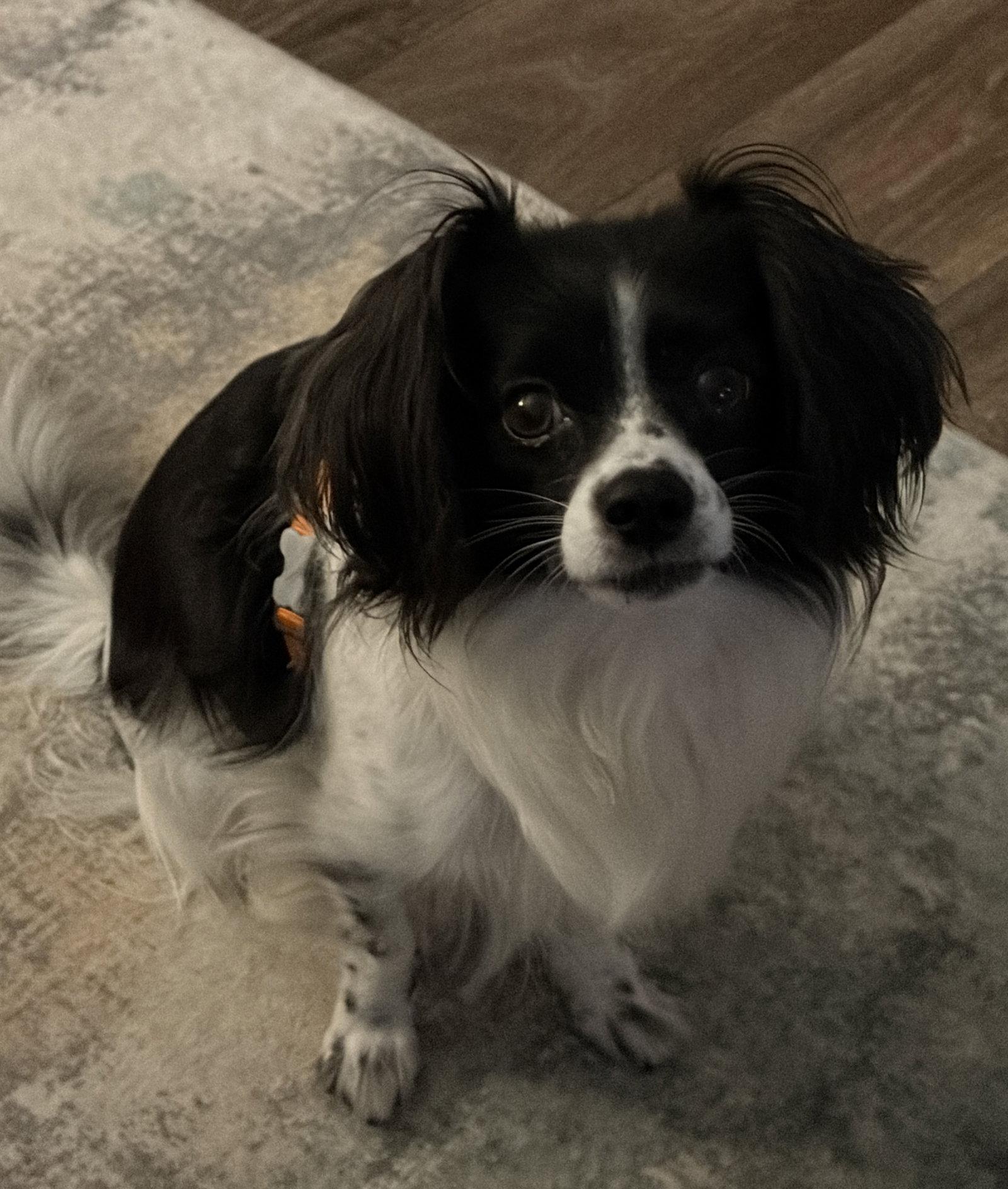 Papillons for Adoption in Kinsey, Alabama | Petfinder