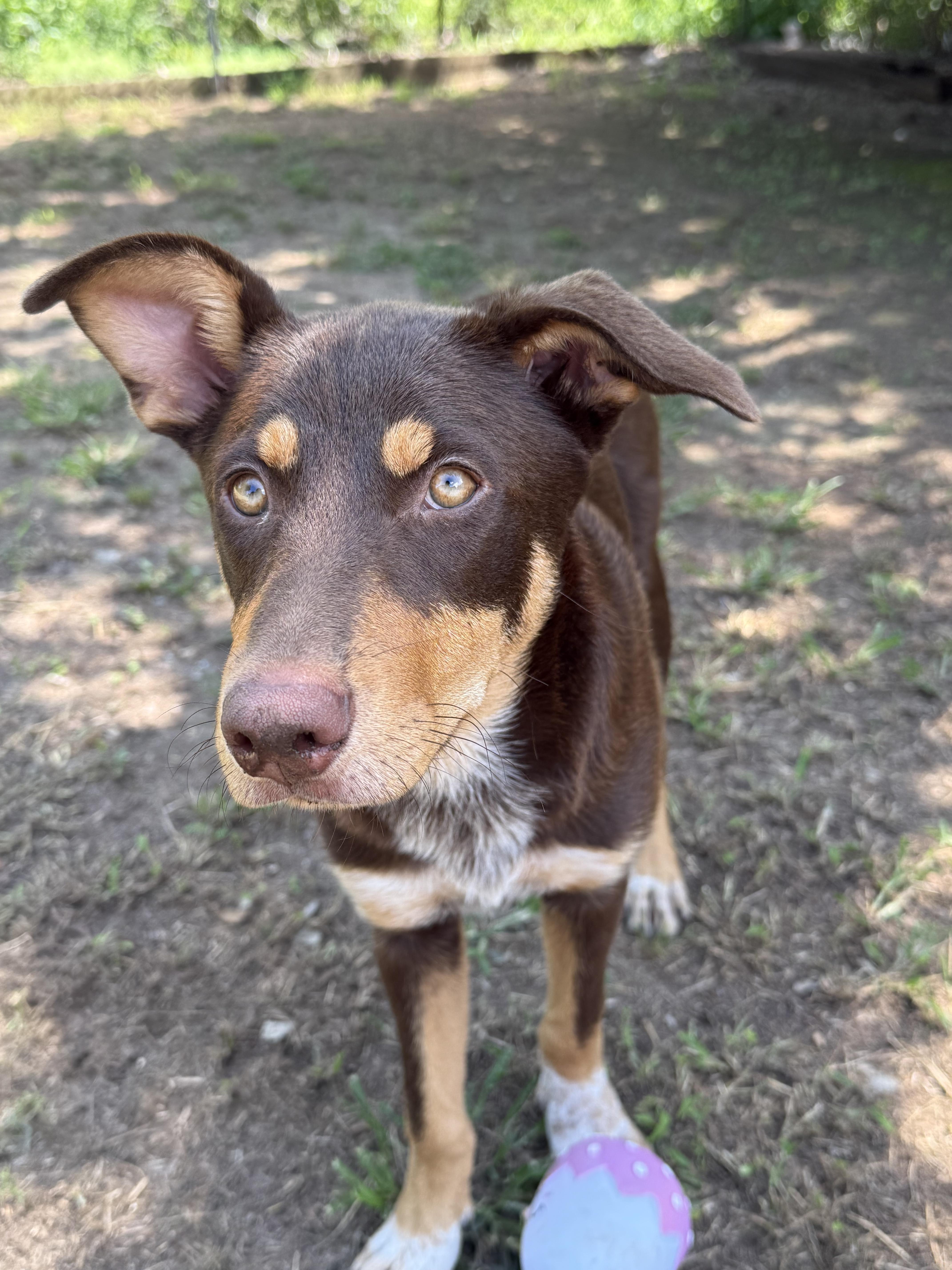 Ava, adoptable, Young Female Doberman Pinscher.