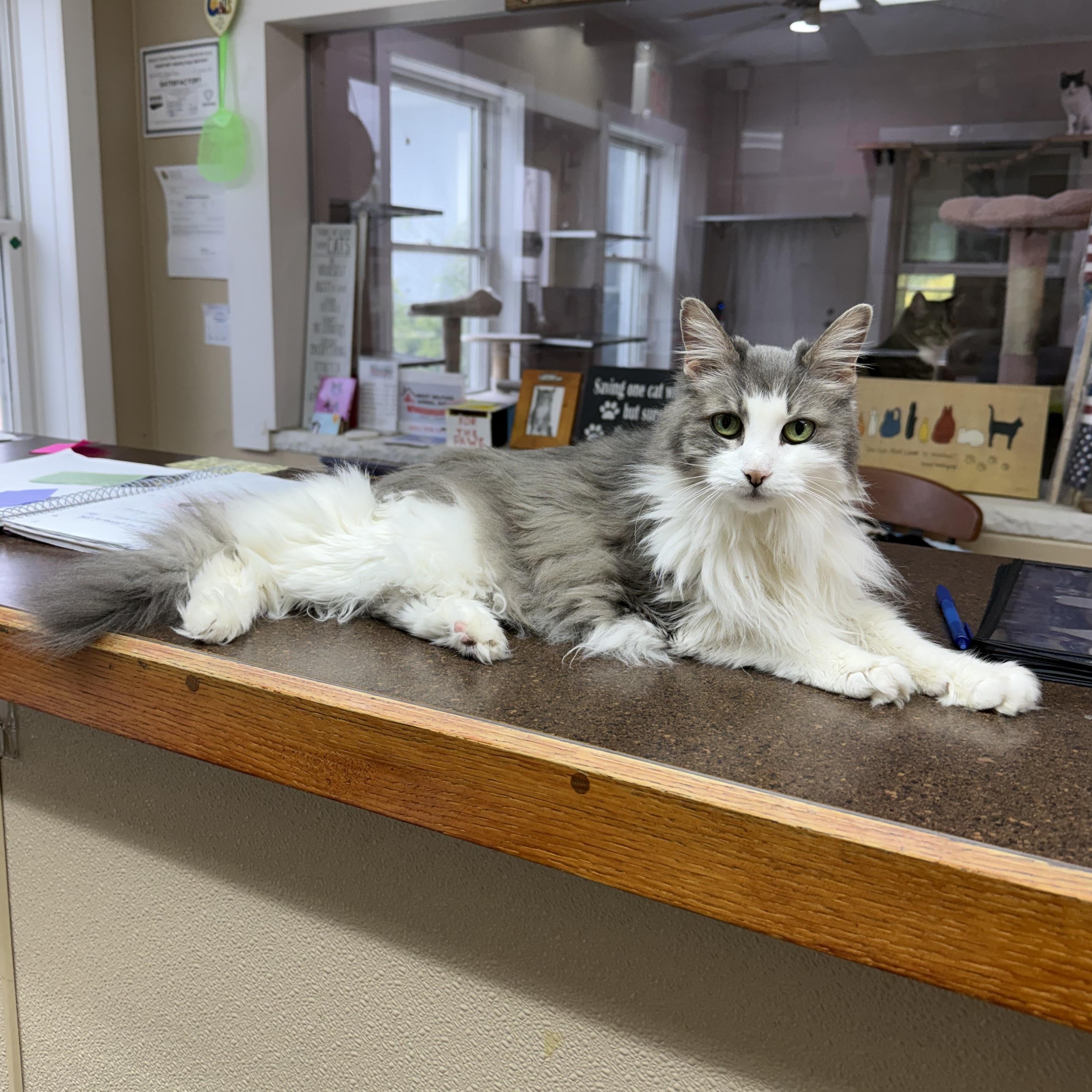 Clarissa, Adoptable, Senior Female Domestic Long Hair.