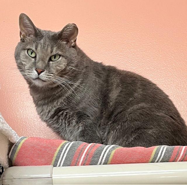 Osaka, Adoptable, Adult Male Domestic Short Hair & Tabby.