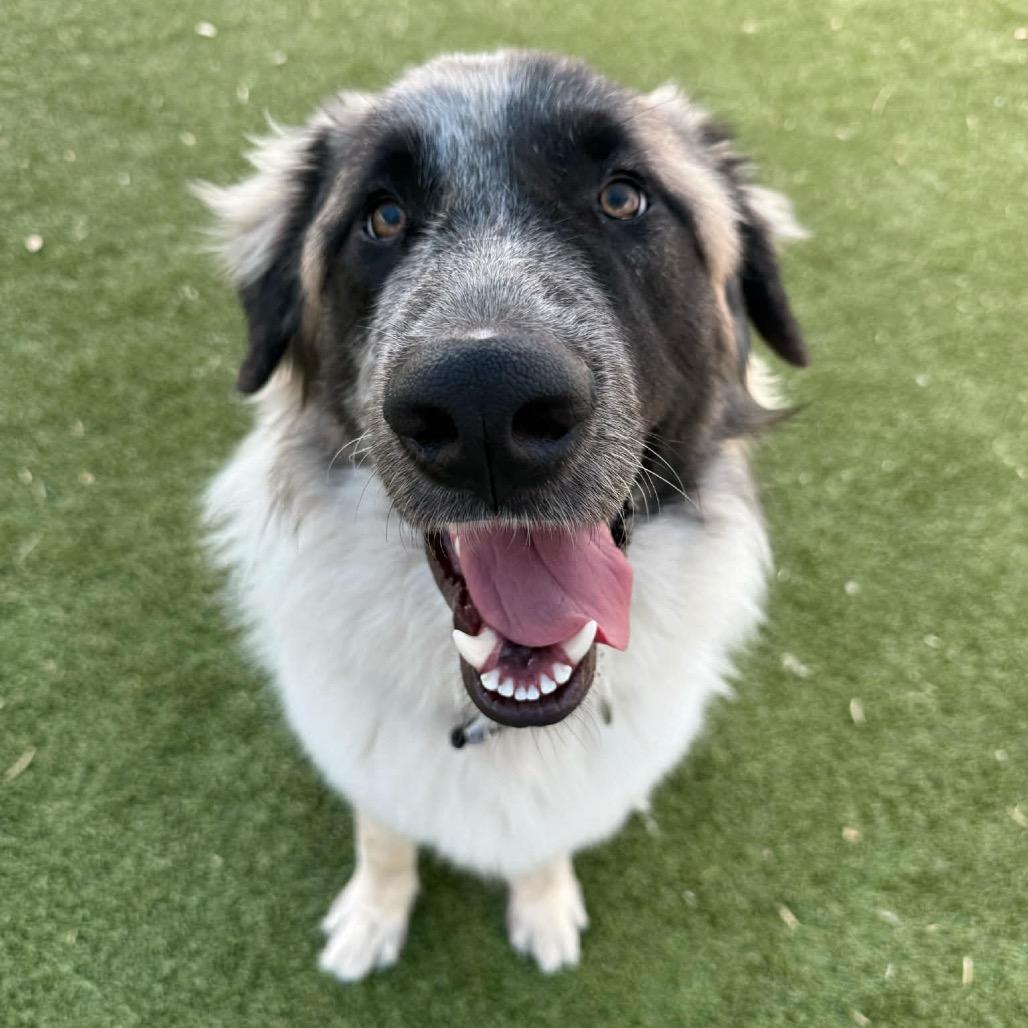 256 (2026) Atlas, Adoptable, Young Male Anatolian Shepherd & Great Pyrenees.