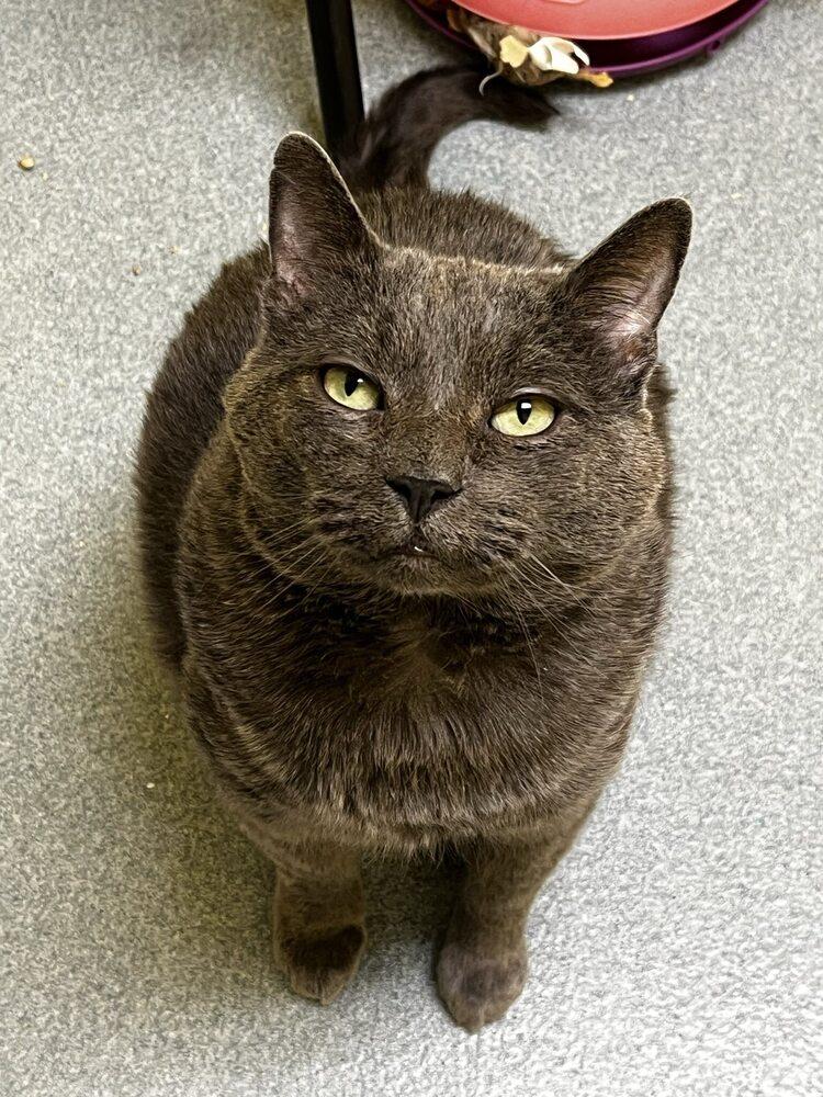 Horizon, Adoptable, Adult Male Domestic Short Hair.