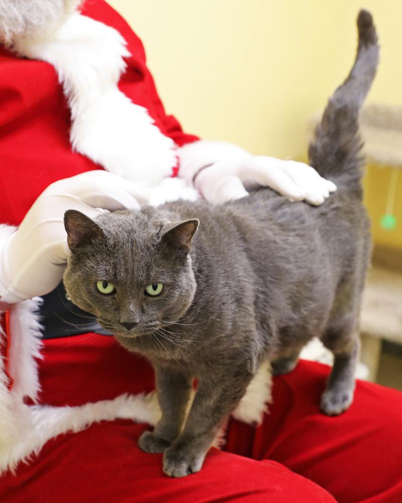 Horizon, a Adoptable Domestic Short Hair in Trenton, ME image 2/4
