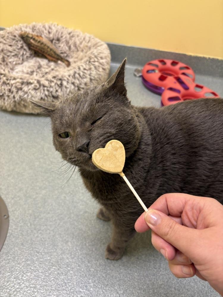 Horizon, a Adoptable Domestic Short Hair in Trenton, ME image 3/4