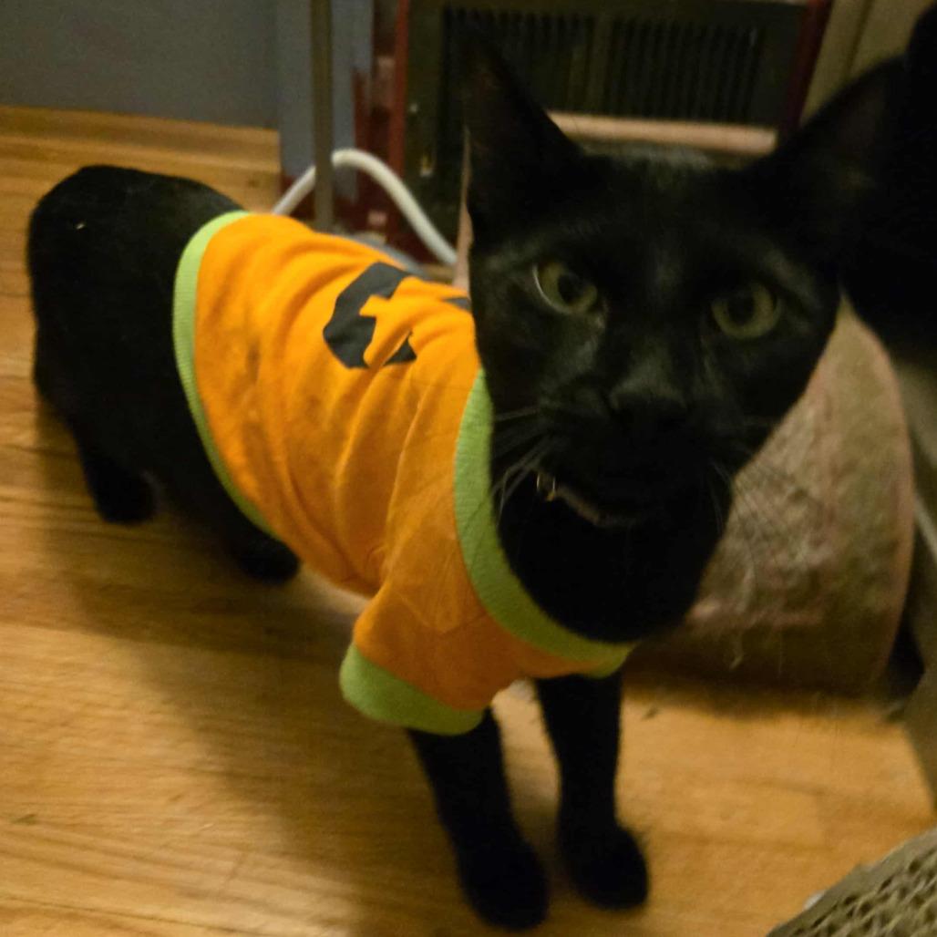 Enlarge Drew Meowcyntire, a Adoptable Domestic Short Hair in Inver Grove Heights, MN image 1/6