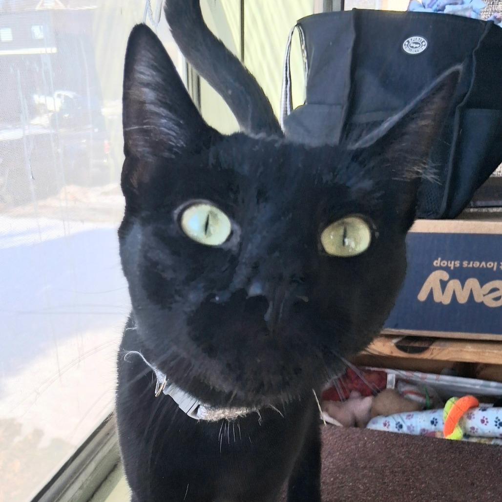 Drew Meowcyntire, Adoptable, Adult Male Domestic Short Hair.