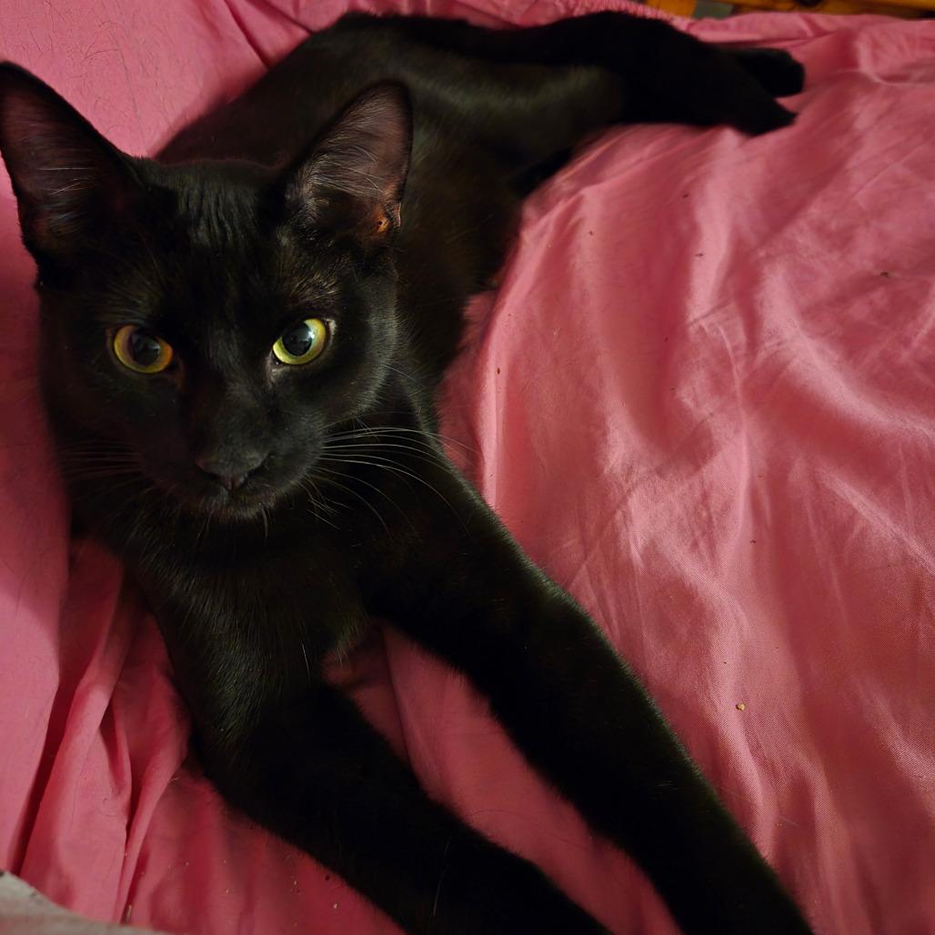 Drew Meowcyntire, Adoptable, Adult Male Domestic Short Hair.