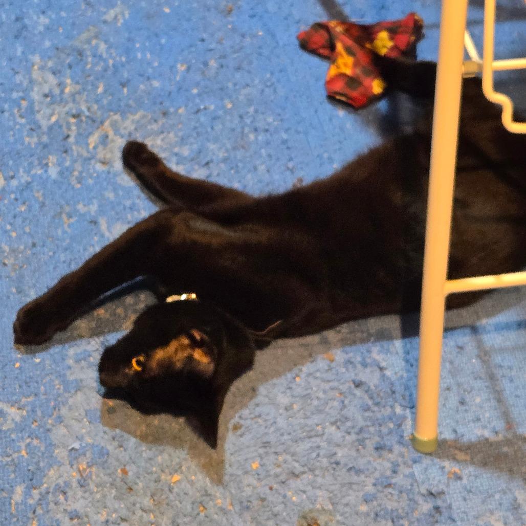 Enlarge Drew Meowcyntire, a Adoptable Domestic Short Hair in Inver Grove Heights, MN image 3/6