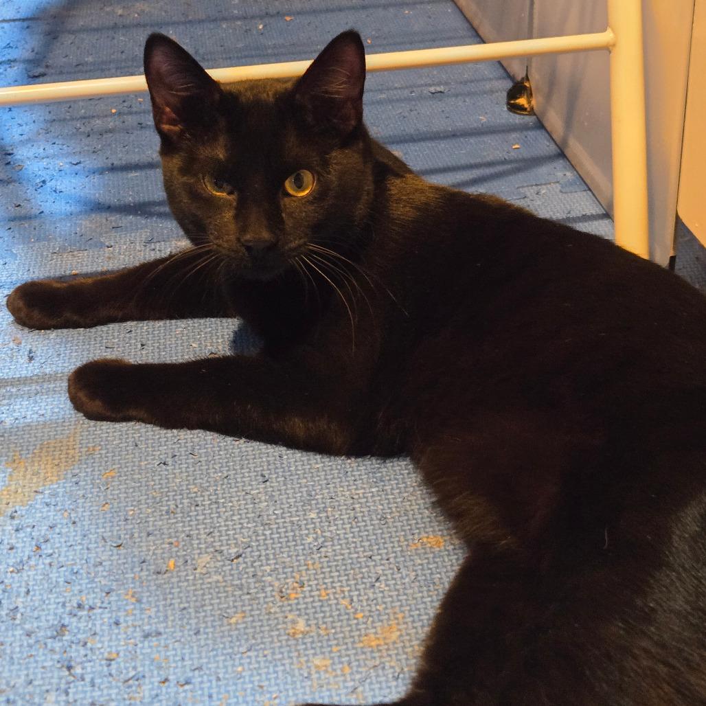 Enlarge Drew Meowcyntire, a Adoptable Domestic Short Hair in Inver Grove Heights, MN image 4/6