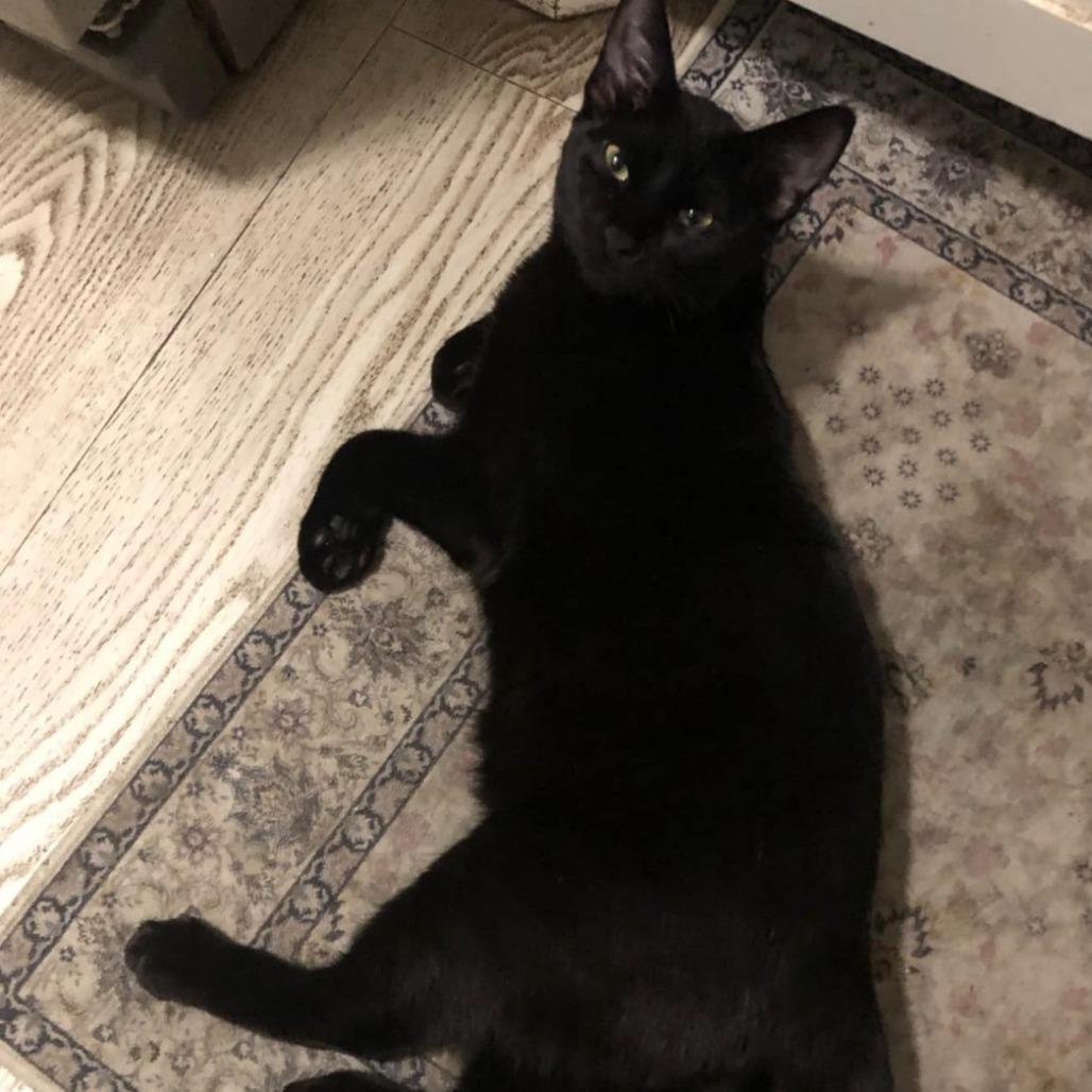 Enlarge Drew Meowcyntire, a Adoptable Domestic Short Hair in Inver Grove Heights, MN image 5/6