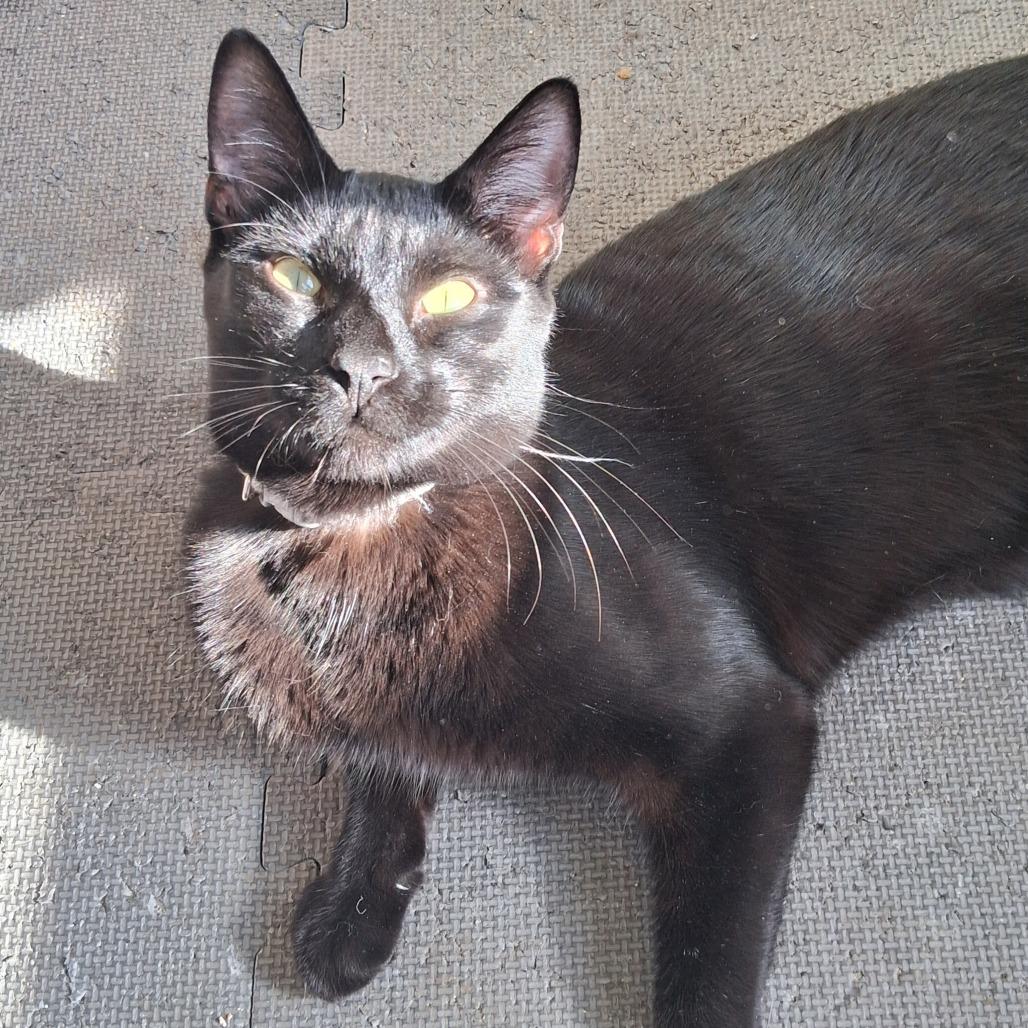 Enlarge Drew Meowcyntire, a Adoptable Domestic Short Hair in Inver Grove Heights, MN image 6/6