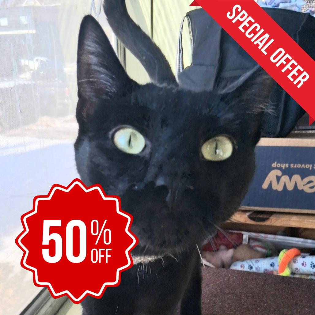 Drew Meowcyntire, a Adoptable Domestic Short Hair in Inver Grove Heights, MN image 6/6
