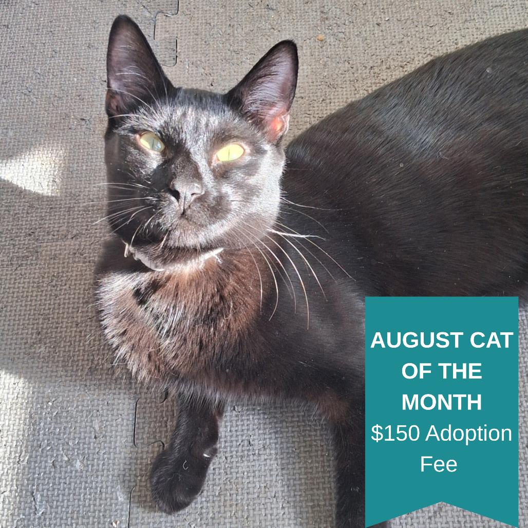 Enlarge Drew Meowcyntire, a Adoptable Domestic Short Hair in Inver Grove Heights, MN image 6/6