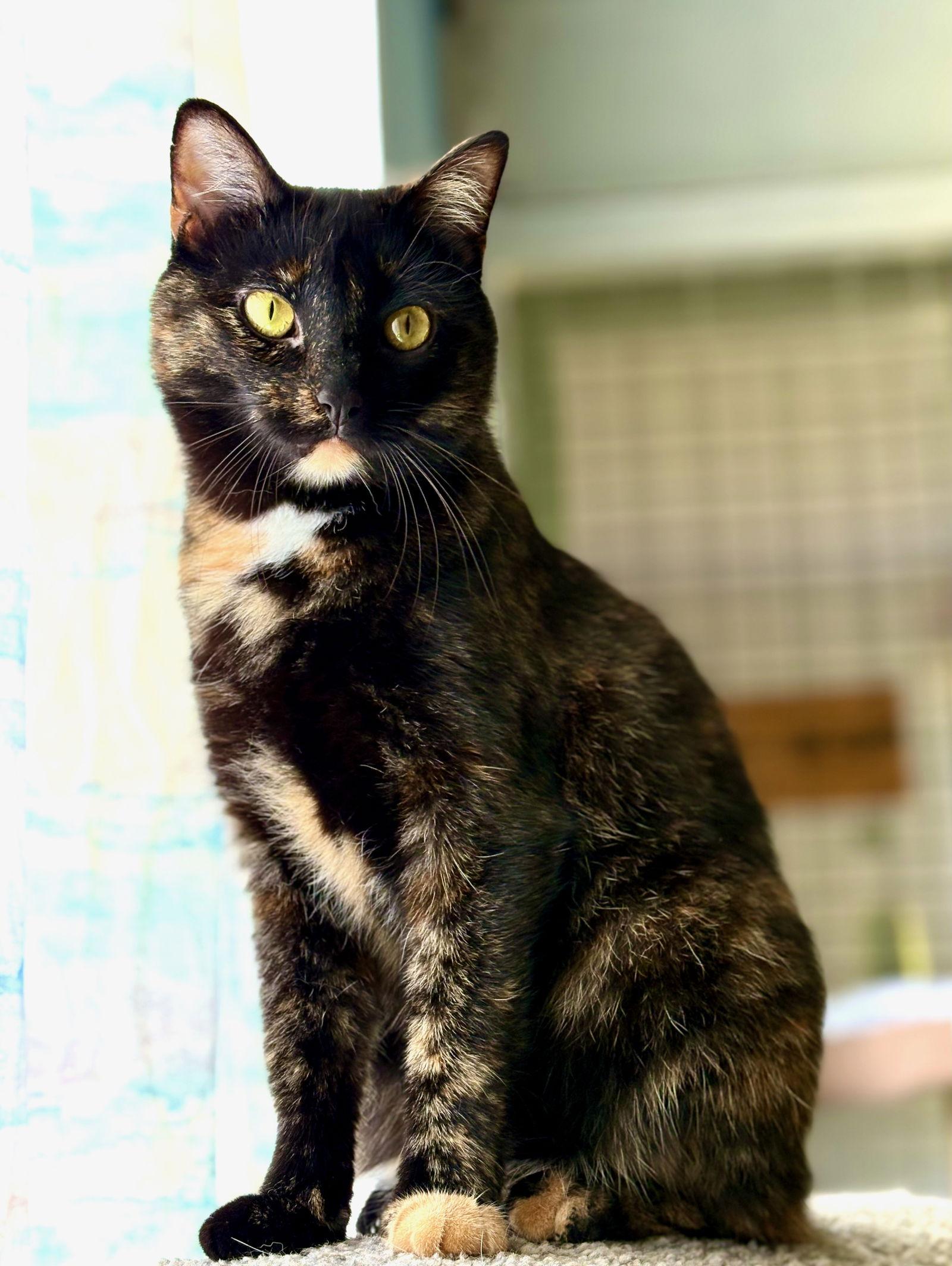 Luna, Adoptable, Adult Female Tortoiseshell.