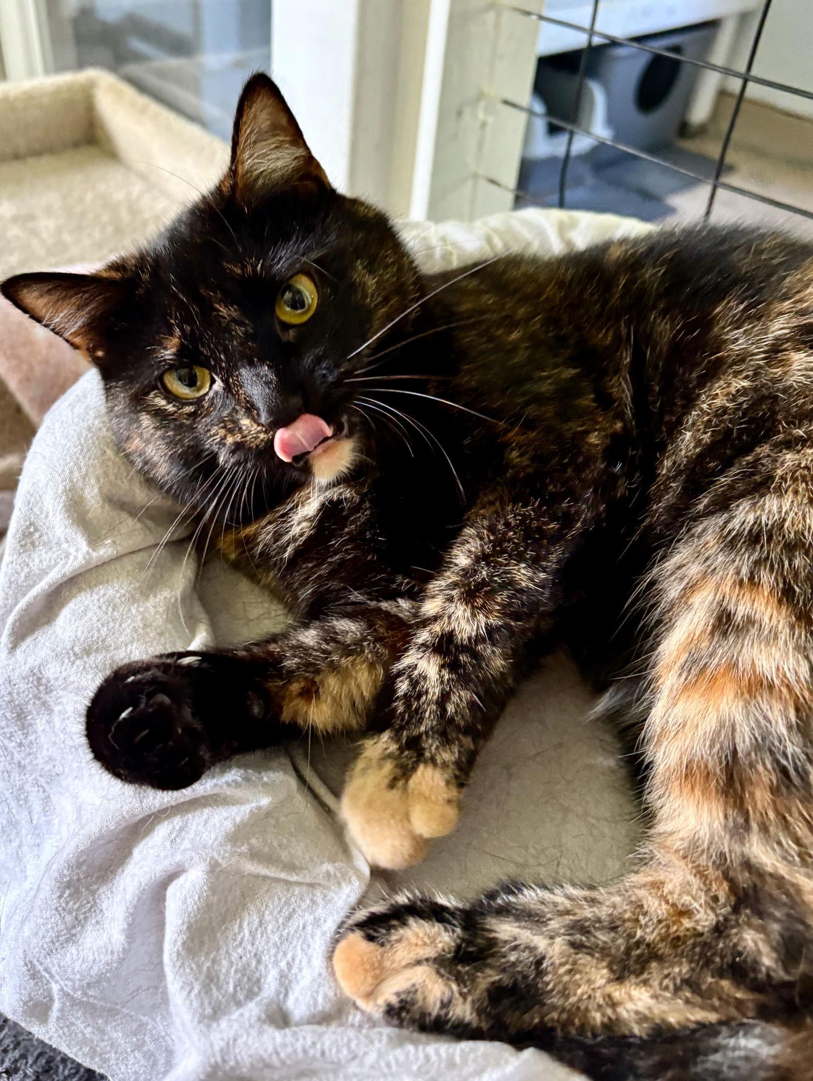 Luna, a Adoptable Tortoiseshell in Flint Hill, VA image 2/3