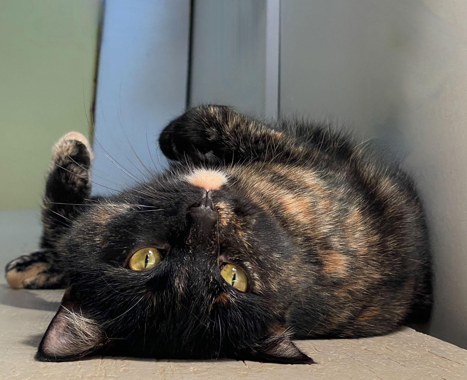 Luna, a Adoptable Tortoiseshell in Flint Hill, VA image 3/3