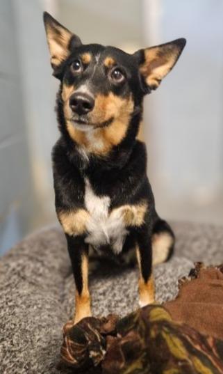 Enlarge Baxter, a Adopted mixed breed in Barron, WI image 1/4