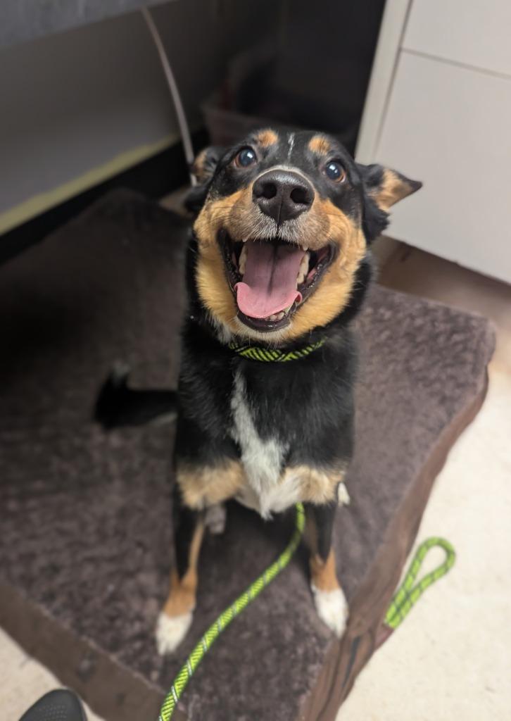 Enlarge Baxter, a Adopted mixed breed in Barron, WI image 2/4